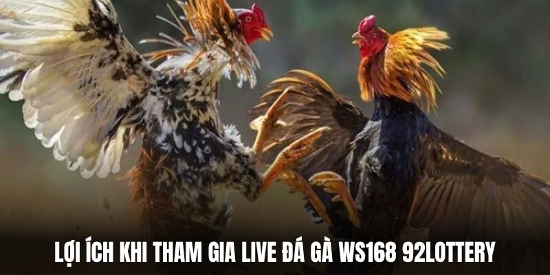 Lợi ích khi tham gia live đá gà WS168 92Lottery