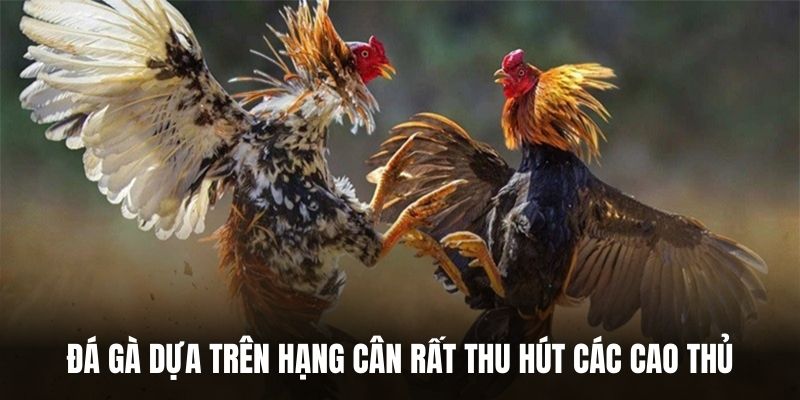 Đá gà dựa trên hạng cân rất thu hút các cao thủ.